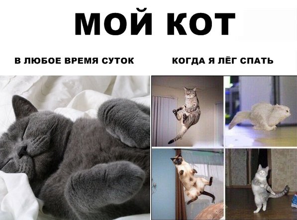 Мемы с котами