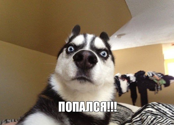 Собака коротыш