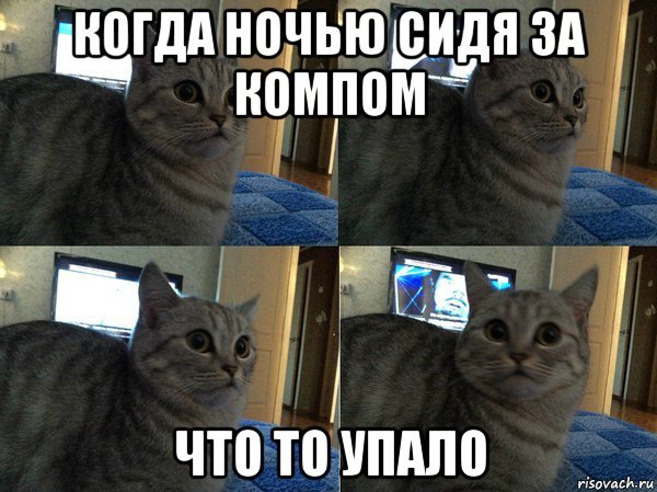 Котик Мем