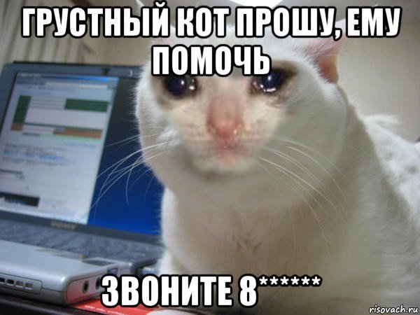 Помогите мемы коты