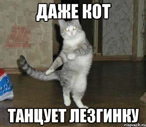 Кот танцует лезгинку