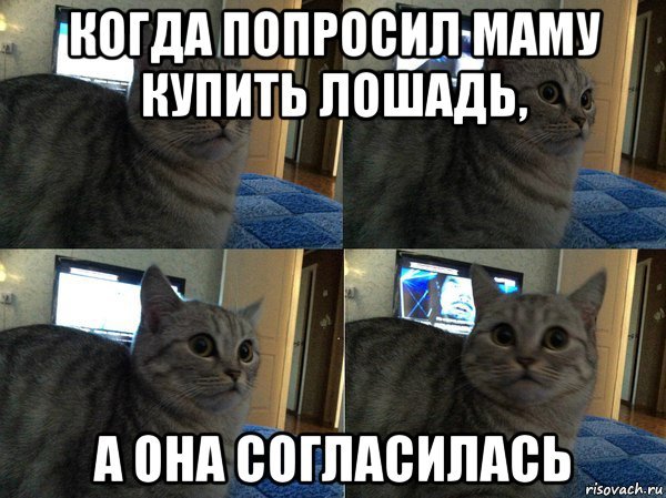 Совет для начинающих начните Мем кот