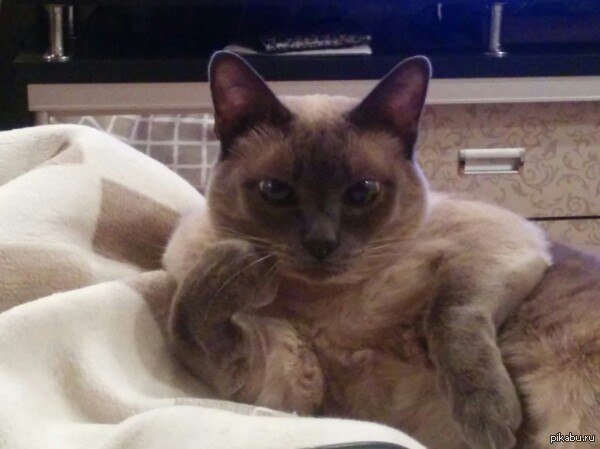 Кот ну давай рассказывай