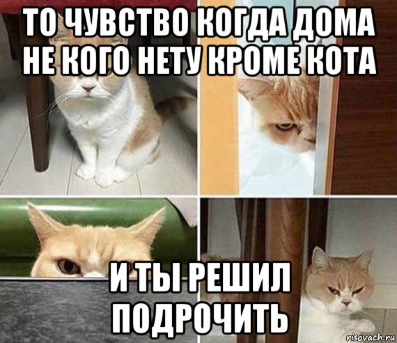 Сердитый кот мемы