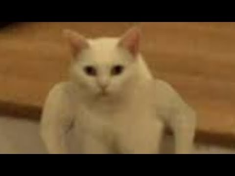 Белый кот Мем