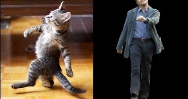 Кот ходит на двух лапах