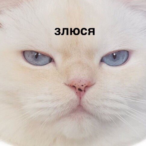 Я злюся Мем