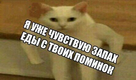 Пикчи мемы с надписями