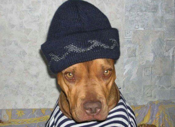 Собака в костюме гопника