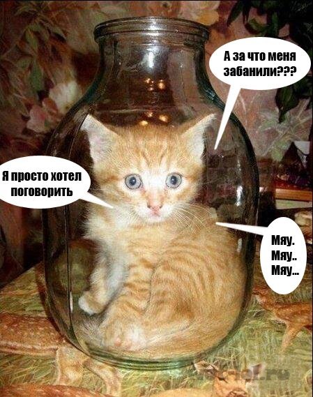 Котенок в банке