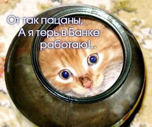 Кот в банке