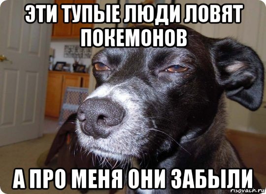 Собака подозревака Мем