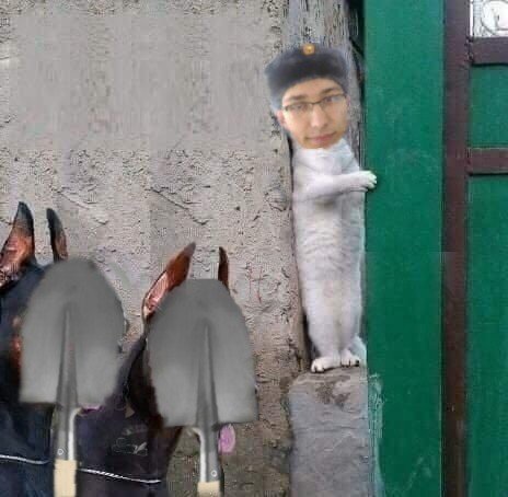 Кот прячется от собак