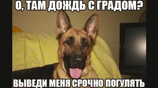 Собака григорий