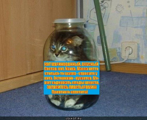 Кота забанили