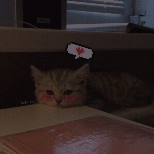 Пикчи с котиками без надписей