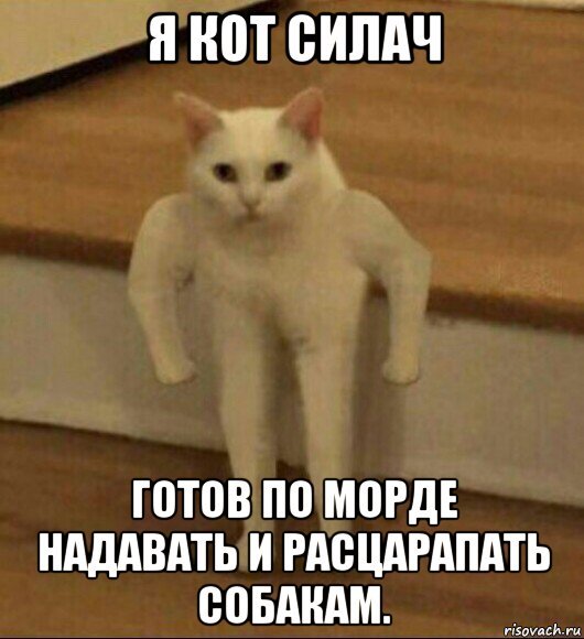 Кот с руками Мем