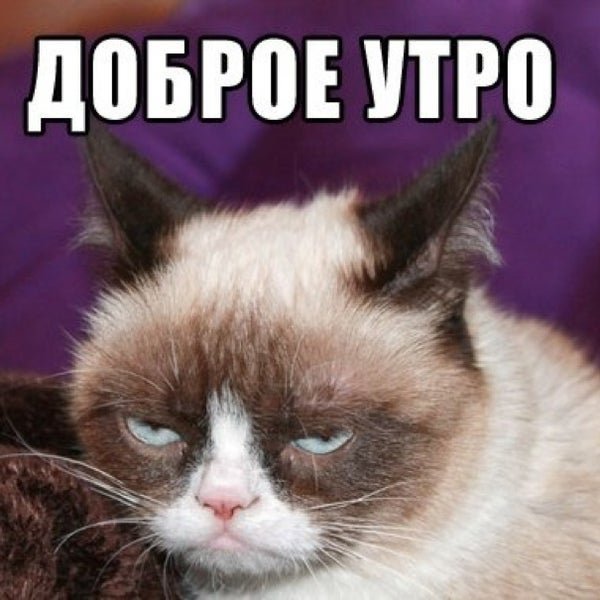 Недовольный кот