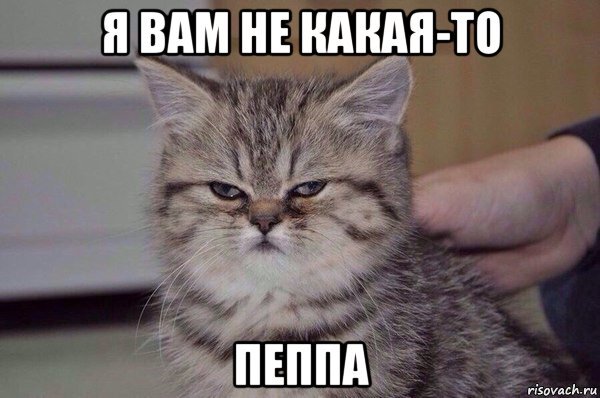 Мемы уставший кот