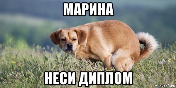 Собака со срущими глазами Мем