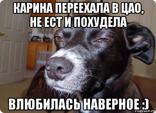 Мемы с собаками