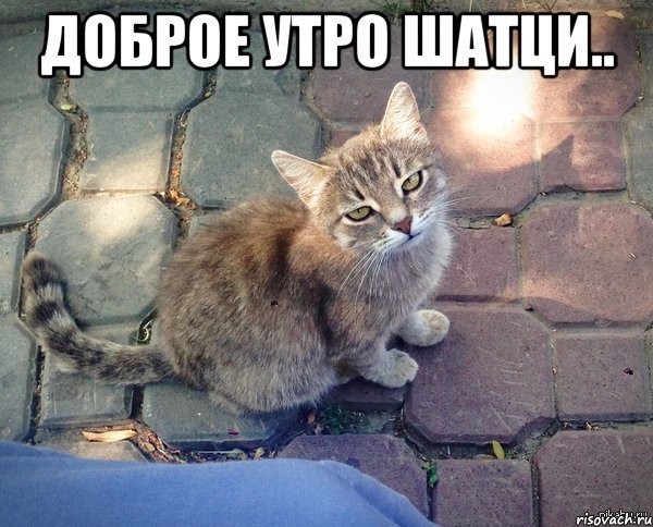 Доброе утречко котики мемы