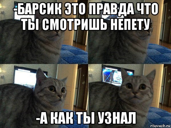 Воняешь Мем с котом