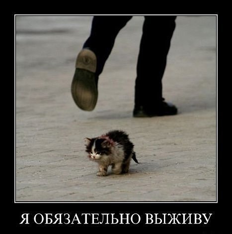 Я обязательно выживу котенок