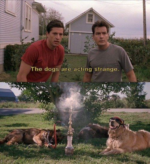 Собаки ведут себя как то странно из фильма очень страшное кино