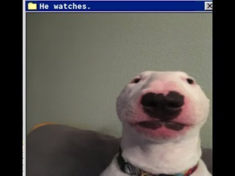 Белая собака Мем