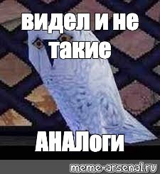 Сова Гарри Поттер я видел некоторое