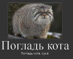 Манул погладь кота Мем