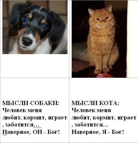 Мышление собак