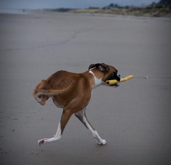 Собака без передних ног