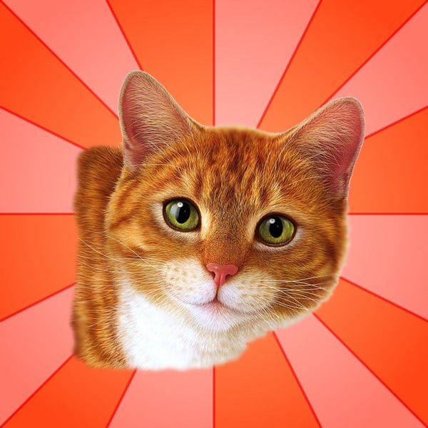Котик рыжий из мема
