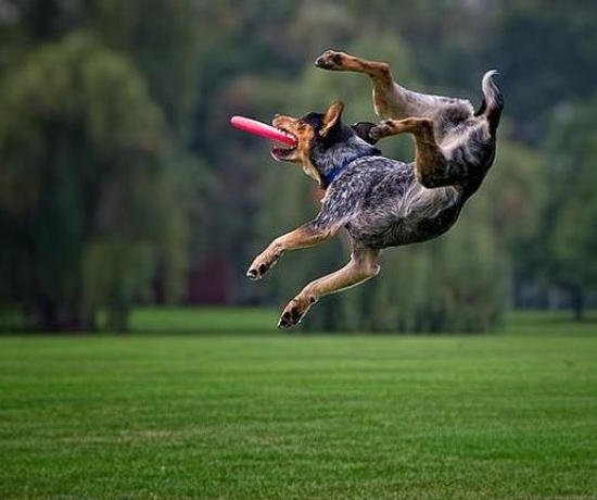 Собака в прыжке