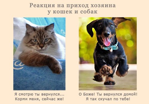 Собаки лучше котов