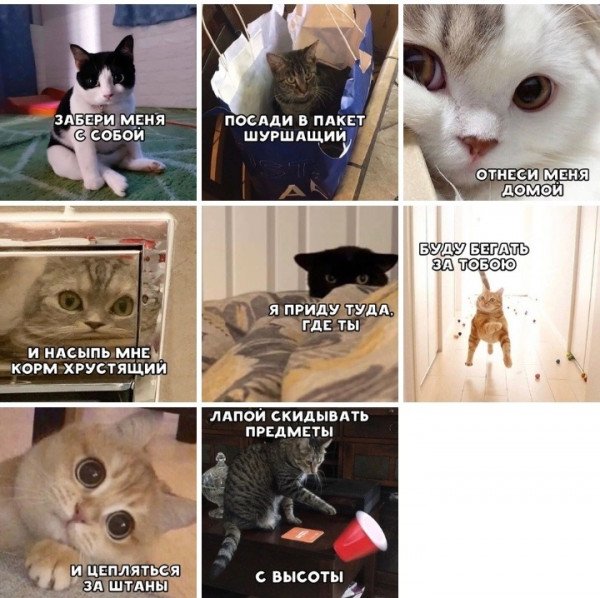 Кот Мем