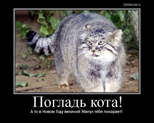 Кот Манул погладь кота