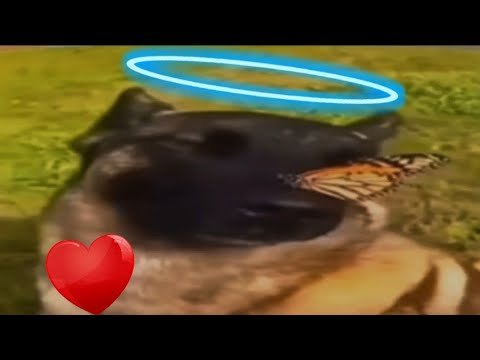 Пес с бабочкой на носу