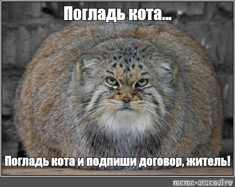 Манул погладь кота сцуко