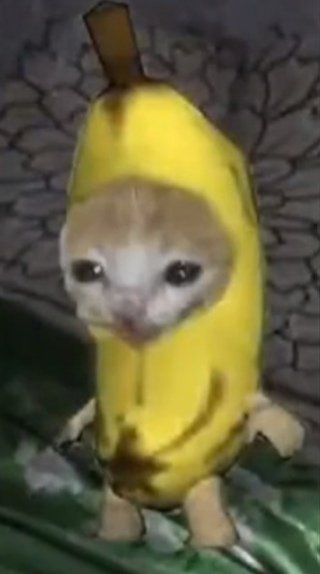 Кот в костюме банана