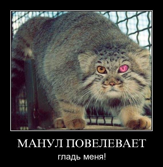 Погладь кота погладь кота сцуко