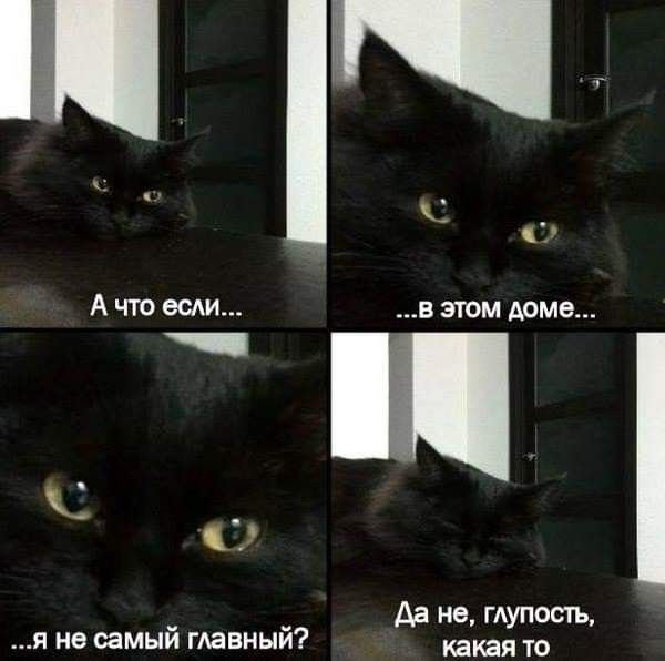 Коты мемы с надписями