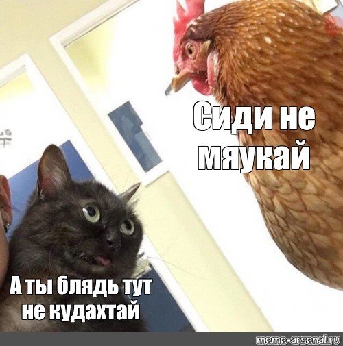 Кот и курица