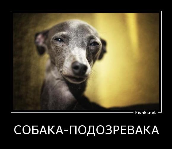 Собака подозревака