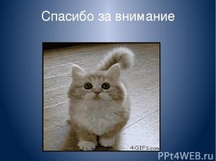 Спасибо за внимание котик