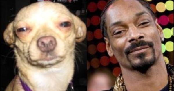 Собака снуп дог