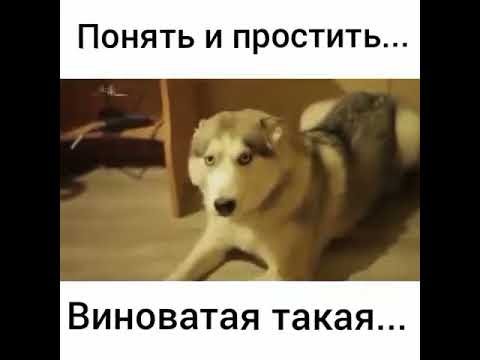 Виноват простите