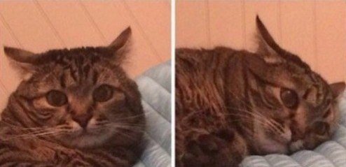 Котенок держится за голову